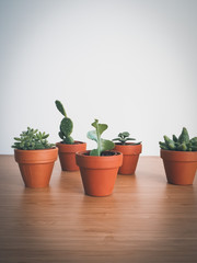 Small succulents in terracotta pots on a wooden desk against a white background