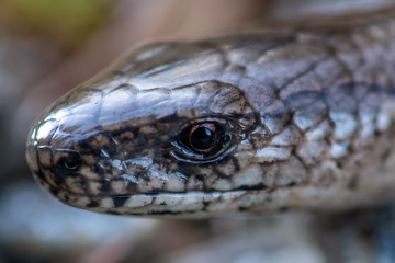 Extreme head close up of a slow worm or lizard