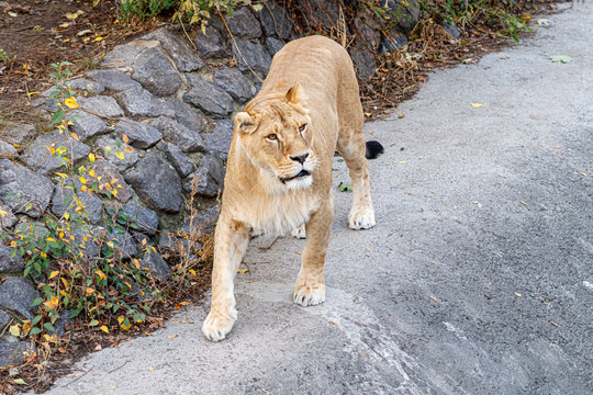 macro of a beautiful lioness in nature