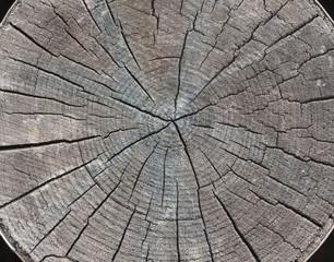 Fototapeta premium The textured background of the old birch wood cut with fissure and crack