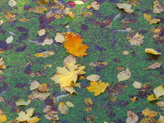 Color leafs in the swamp . Colorfull autumn background