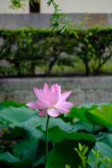 夏の京都の東本願寺の堀で咲くハスの花