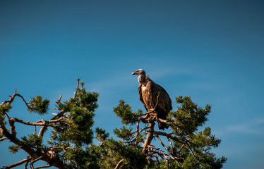 portrait of a Griffon Vulture.
