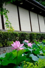 夏の京都の東本願寺の堀で咲くハスの花