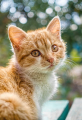 Obraz premium Beautiful ginger kitten with autumn village garden