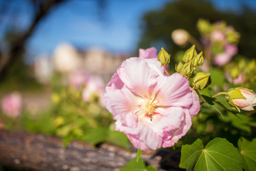 Obraz premium 巾着田の酔芙蓉