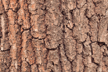 Tree bark texture. Warm tones