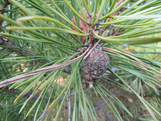 branch tree pines with big shot