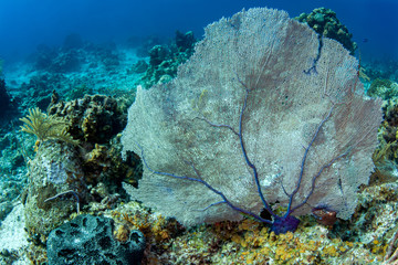 Beautiful Purple Sea Fan in the crystal clear waters of the Turks and Caicos islands. 