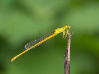 Coromandal March Dragonfly seen near Thane,Maharashtra,India