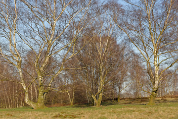 Obraz premium Sandbirken ohne Laub