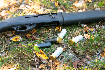 Shotgun, cartridges on grass in the autumn forest