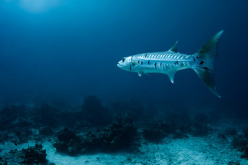 A large barracuda hovers in the crystal clear waters of the Turks and Caicos islands while waiting for a meal. 