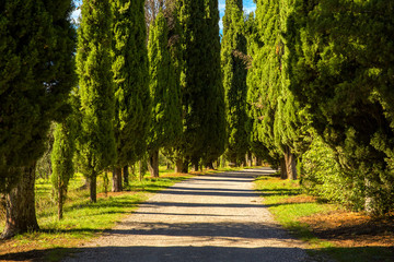 View of a path in the middle of the countryside. On the sides of the road there are pines.