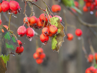berry of hawthorn on branches, covered with hoarfrost.