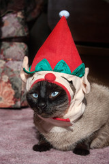 Cat Dressed Up for Christmas