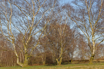 Obraz premium Sandbirken ohne Laub