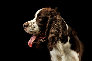 Portrait of an adorable English Cocker Spaniel