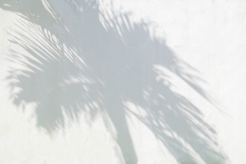Leaves shadow background of natural palm trees, trunk and  branch falling on white wall