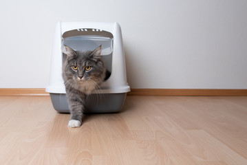 frontal view of young blue tabby maine coon cat leaving gray hooded cat litter box with flap...