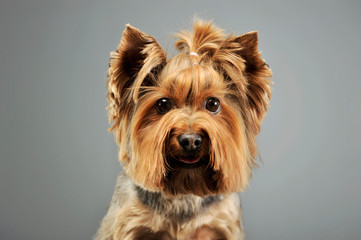 Portrait of an adorable Yorkshire Terrier