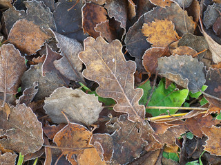 Fallen oak and birch leaves hoarfrost covered at sunny day