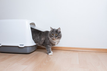 side view young blue tabby maine coon cat leaving hooded gray cat litter box with flap entrance on...