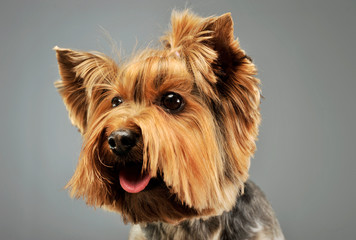 Portrait of an adorable Yorkshire Terrier