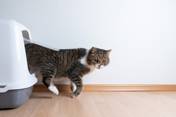 side view of tabby british shorthair cat leaving hooded gray cat litter box with flap entrance on...