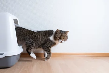 Fototapeten side view of tabby british shorthair cat leaving hooded gray cat litter box with flap entrance on wooden floor in front of white wall with copy space looking to the side © FurryFritz
