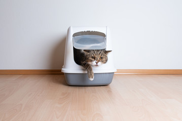 frontal view of a tabby british shorthair cat leaving  hooded cat litter box in front of white wall...