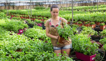 Woman checking mint in hothouse