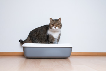 side view of a tabby british shorthair cat using a cat  litter box in front of white wall with copy...