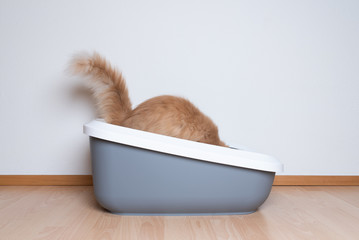 side view of a ginger tabby maine coon cat with fluffy tail using a big cat litter box in front of...