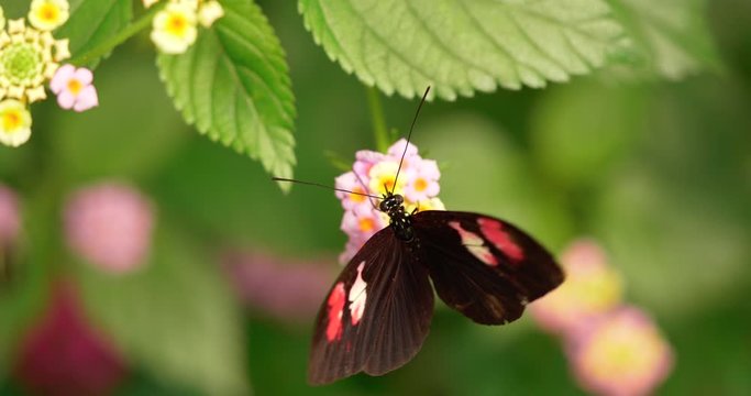 4K - Butterfly Collects Nectar of Flowers. Close-up