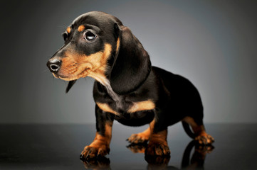 Studio shot of an adorable Dachshund puppy