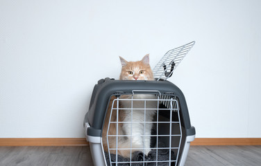 ginger maine coon cat looking out of a pet carrier standing in front of white wall with copy space