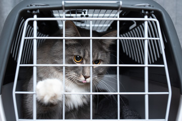 Obraz premium young blue tabby maine coon cat locked up in a pet carrier touching lattice with white paw