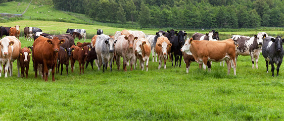 Herd of cows at summer green field in Scotland.