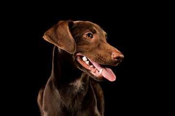 Portrait of an adorbale mixed breed puppy