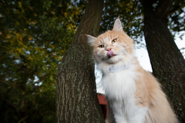 cream tabby ginger white maine coon cat standing on tree outdoors in nature wearing a gps tracker...