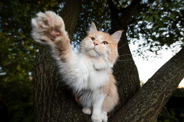 cream tabby ginger white maine coon cat standing on tree raising paw towards camera wearing a gps...