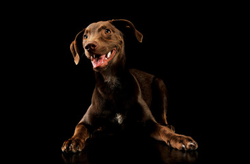 Studio shot of an adorable mixed breed puppy