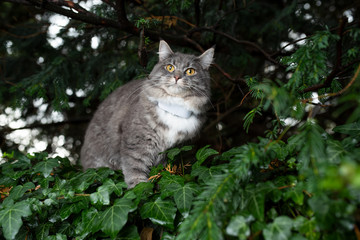 curious young blue tabby white maine coon cat outdoors in nature surrounded by plants wearing gps...