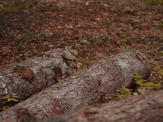 Fallen tree logs covered in moss in an autumn forest