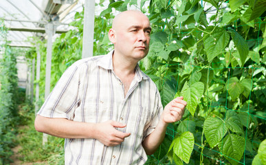 Serious man gardener attentively looking pea and soy seedlings