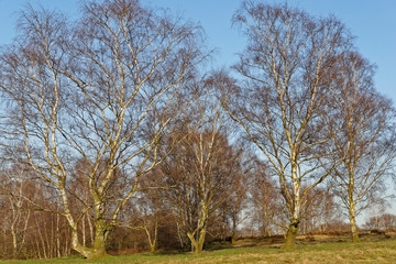 Fototapeta premium Brzoza piaskowa bez liści