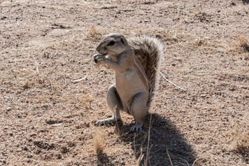 WILDLIFE IN THE AMAZING NAMIBIA
