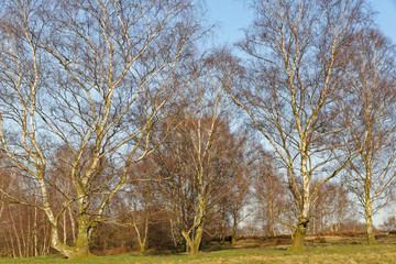 Sandbirken ohne Laub