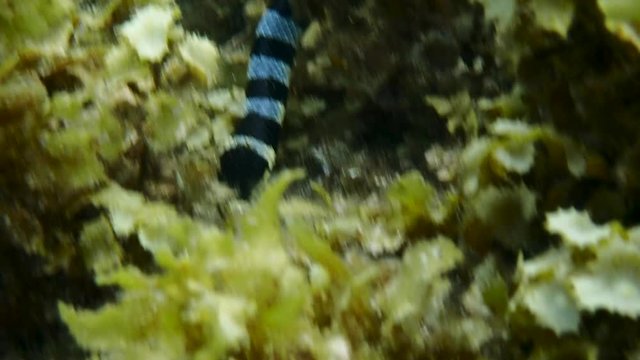 Banded sea krait (Laticauda colubrina) swims between corals to hunt for food, close up. Moalboal, Cebu, Philippines.